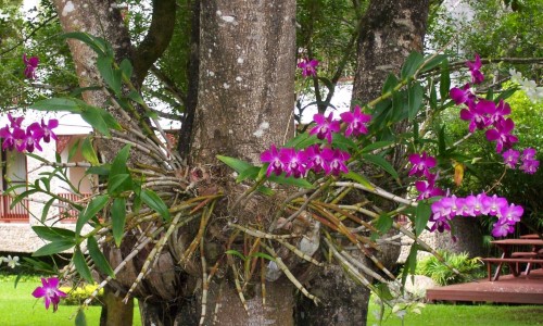 Expo Orquídeas e Bromélias em Paty do Alferes tem nova data